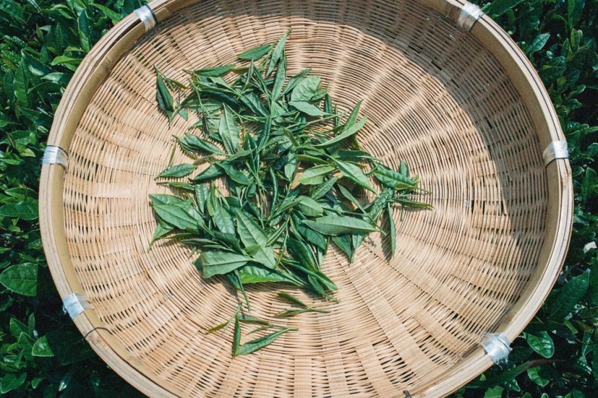 (Fotos: Acervo pessoal/Álvaro Dominguez) Preparar um matcha é um gesto de calma em meio à pres...